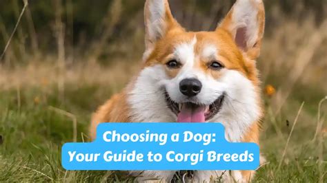 Choosing a Dog: Your Guide to Corgi Breeds - Best Family Pets