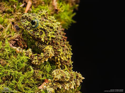 Vietnamese Mossy Tree Frog By Ann Balough Via National Geographic