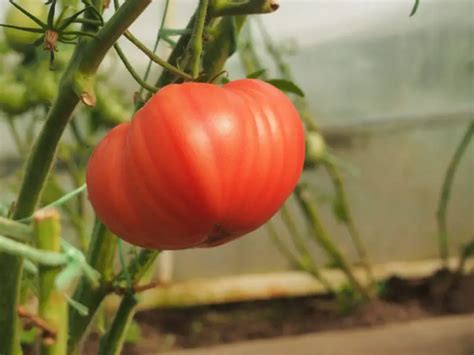 Are Beefsteak Tomatoes Determinate Or Indeterminate Heres What You Need To Know Plant House