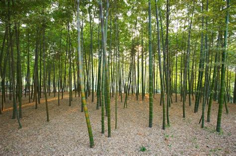 Premium Photo | Green bamboo forest in china