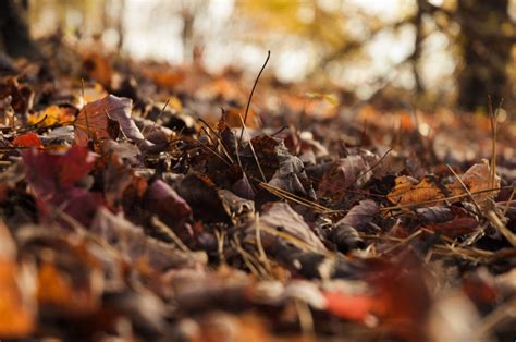 Free Images Tree Nature Forest Outdoor Branch Light Plant Wood