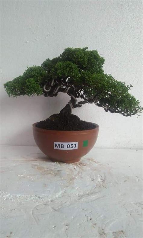 Bonsai Juniperus Sinensis Sargentii Y Furniture Home Living