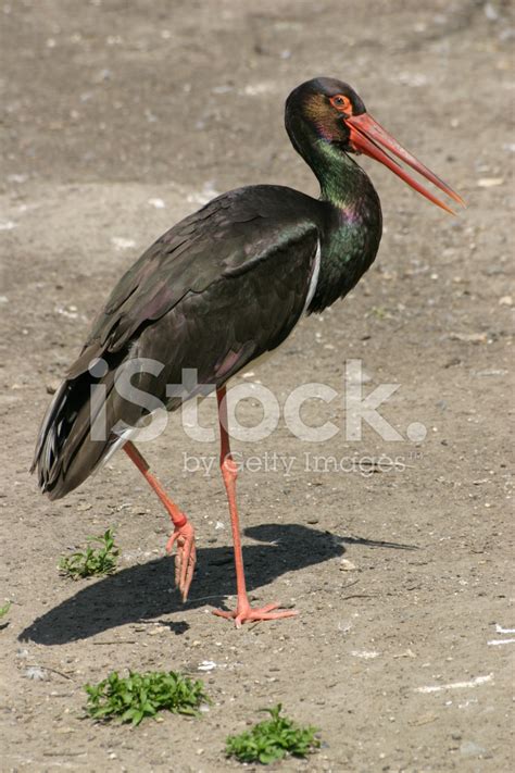 Black Stork Stock Photo | Royalty-Free | FreeImages