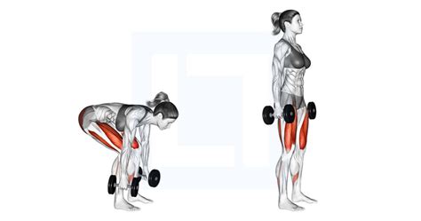 Dumbbell Single Leg Glute Bridge - Guide, Benefits, and Form