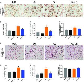 Liraglutide Attenuates PA Induced Lipid Accumulation In Primary Mouse