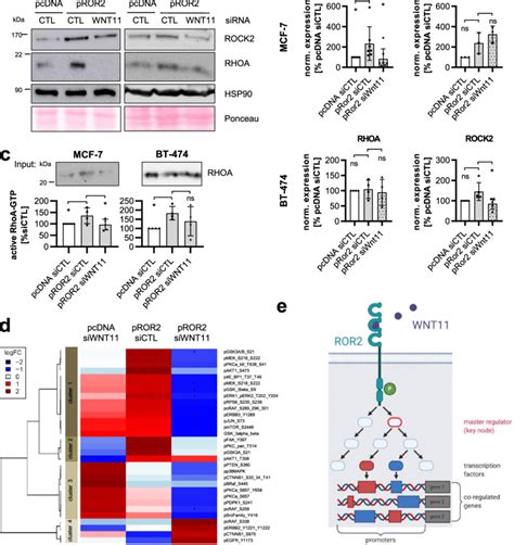 Wnt Mediates Ror Signaling A B Western Blot Rhoa And Rock In