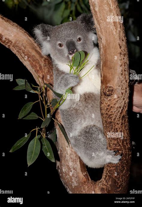 Australian Marsupial The Koala Stock Photo Alamy