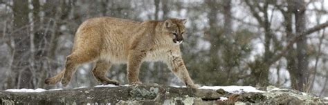 Cougar Conservation - Feline Facts and Information