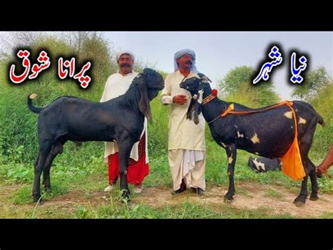 Mian Chanu Series Amritsari Beetal Goats In Miaan Chanuu YouTube