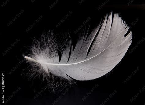 swan feather Stock Photo | Adobe Stock