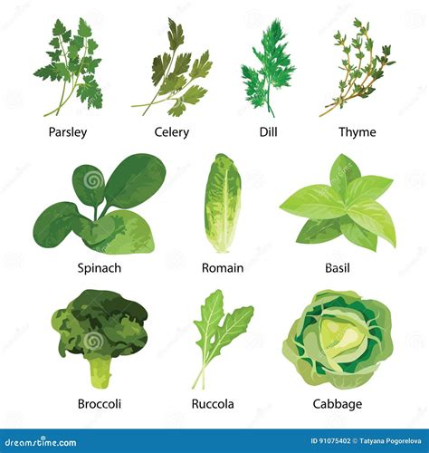 Green Salad Leaves. Vector Vegetarian Healthy Food Leaf Set Isolated on