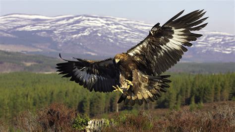 Majestic Eagle In Flight Hd Wallpaper