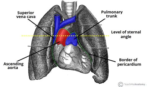 The Middle Mediastinum Borders Contents Teachmeanatomy