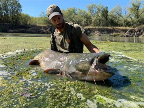 La Pesca Del Siluro Trucos Y Consejos Para 2025