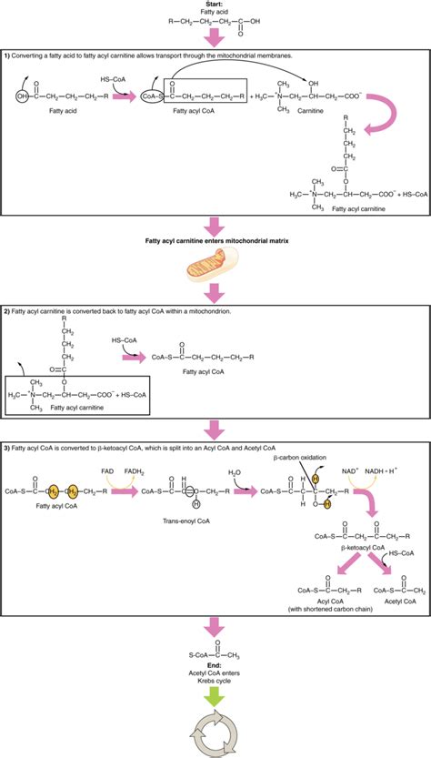 Unit 7 Cellular Respiration And Energy Metabolism Douglas College