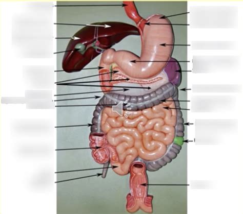 Digestive tract 40 Diagram | Quizlet