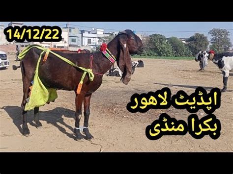 Update Wednesday Lahore Bakra Mandi Shahpur Kanjra Beetal Goat S 2022