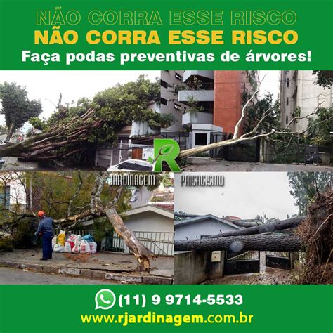 Poda Preventiva de Árvores R Jardinagem e Paisagismo