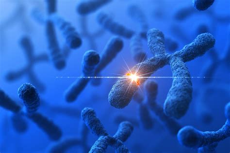 Chromosome Function and Mutation