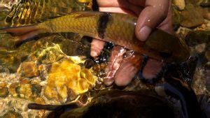 Stream Fishing Pancingan Jeram Ikan Sebarau Hampala Ultralight