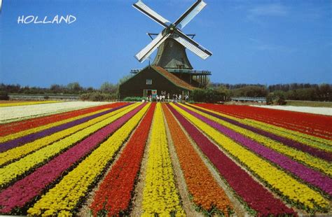 Campos De Tulipas Holanda Hilda Souza Flickr