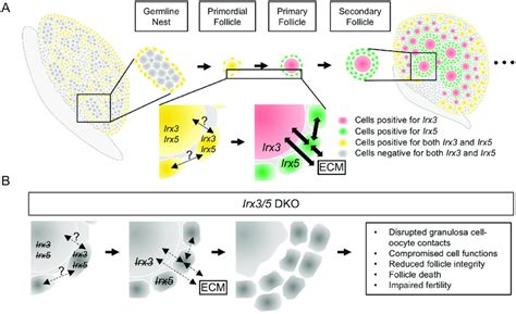 A Model For Irx3 And Irx5 Functions Within The Ovary A Irx3 And Irx5