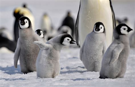 EMPEROR PENGUIN FACTS |The Garden of Eaden