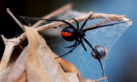 Unraveling the Mating Strategies of Black Widow Spiders