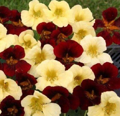 Pcs Seeds Night And Day Mix Nasturtium Annual Flower Nasturtium