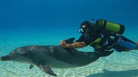 Dive With Dolphins At Atlantis The Palm Cond Nast Traveller India