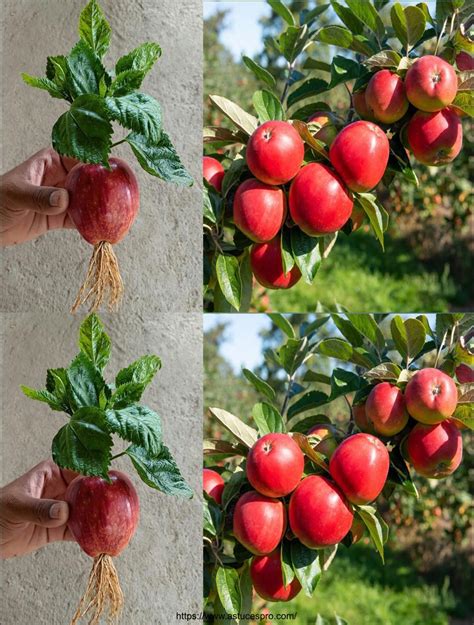 C Mo Cultivar Un Manzano De Una Semilla Cultivar Un Manzano El