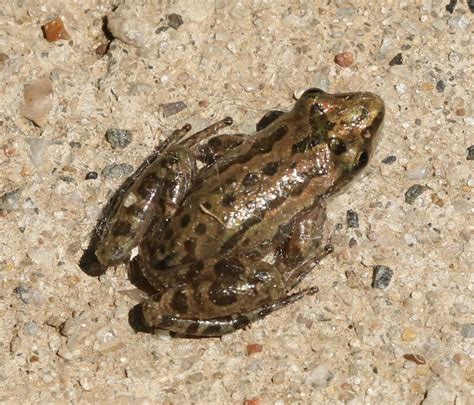 Spotted Chorus Frog A Guide To The Reptiles And Amphibians Of Travis