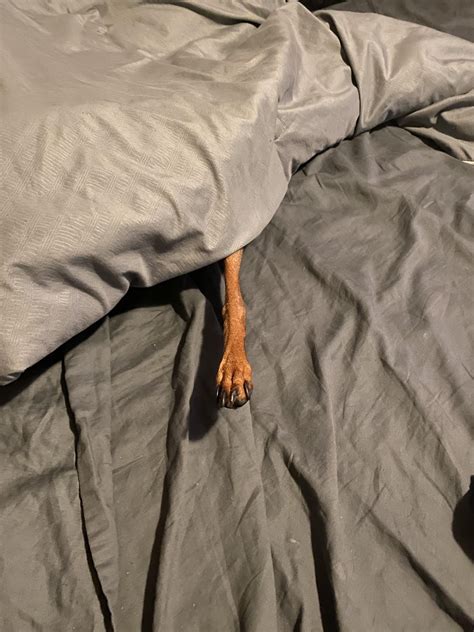 This is how I found my min pin. : r/minpin