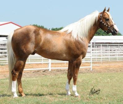 17 Best images about palomino horses on Pinterest | Horses for sale ...