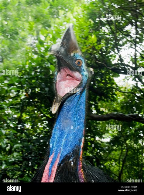 Southern Cassowary Casuarius Casuarius Male In Threat Display Queensland Australia Stock