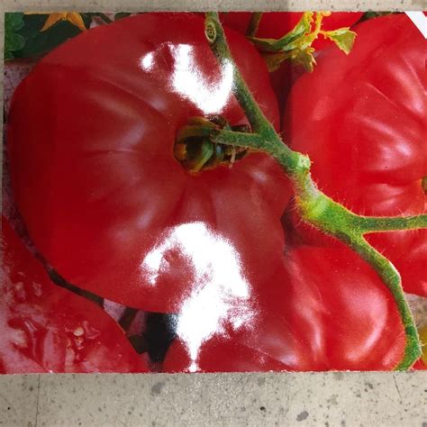 TOMATE Marmande Samen Tüte 1 Gramm Kaufen auf Ricardo