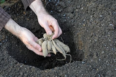 What To Do With Dahlia Tubers In Spring Back Gardener