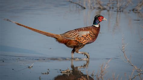 Free Images Water Nature Bird Prairie Fly Wildlife Beak