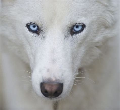 Photo Chien Loup Blanc Yeux Bleu - Chien Nouvelles