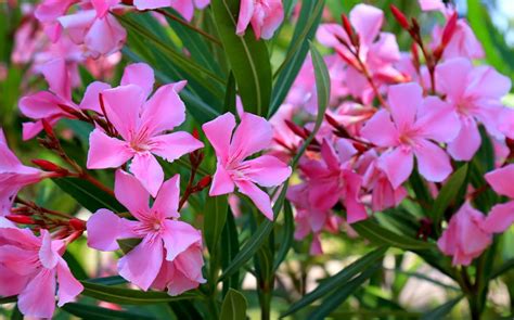 Comment Lutter Naturellement Contre Les Cochenilles Du Laurier Rose