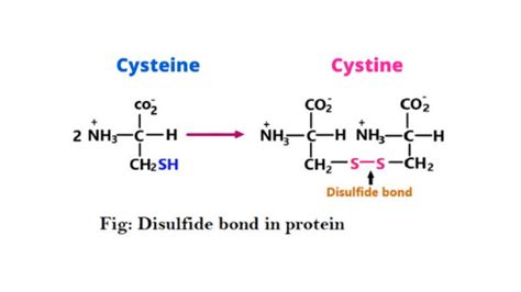 Disulfide Bond Formation In Protein Sciencequery