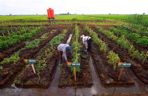 Optimalisasi Lahan Rawa Siap Wujudkan Indonesia Jadi Lambung Pangan