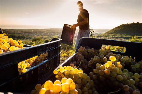 Vendemmia 2023 in Sicilia si prospetta una delle più difficili