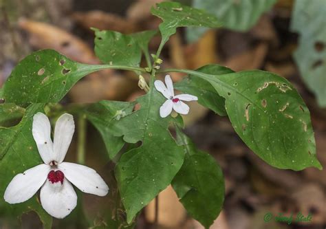 Pseuderanthemum Art Aus Cat Tien Tiefland Von Vietnam Flickr