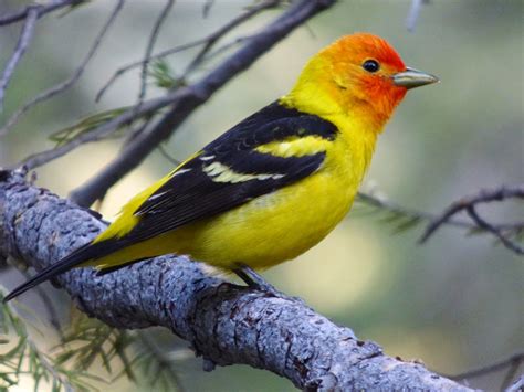 Geotrippers California Birds Welcome To Geotrippers California Birds