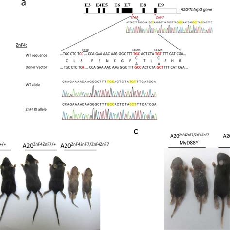 A Znf Znf Knock In Mice A Schematic Depiction Of The A Tnfaip