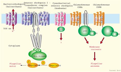 Algal Rhodopsins Phototaxis Receptors Found At Last Current Biology