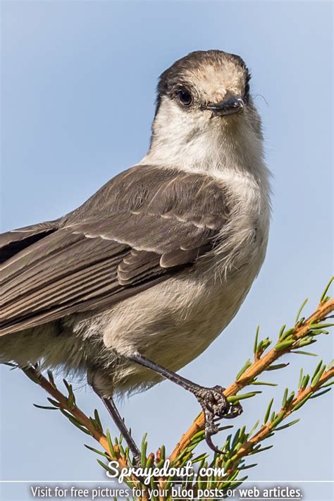 Free Picture of a Whiskey Jack (Gray Jay) Bird for Bloggers & Writers