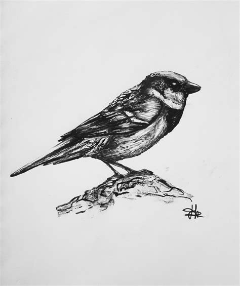 Charcoal Drawing Birds