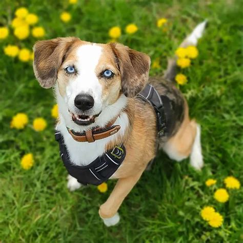 Have A Merry Australian Shepherd Beagle Mix — It’s Bark Time